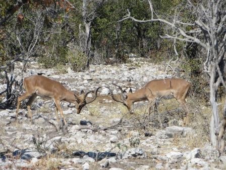 Etosha Nationalpark - Impalas