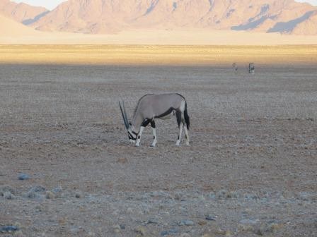 Oryx-Antilope 