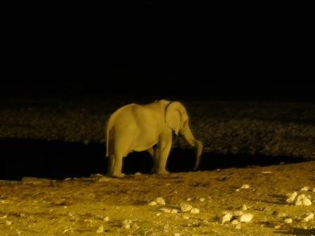 entspannter Elefant am Okaukuejo Wasserloch