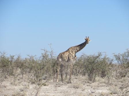 Etosha Nationalpark - Giraffe