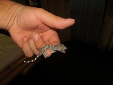 Baby-Gecko (mit Todesangst ;))