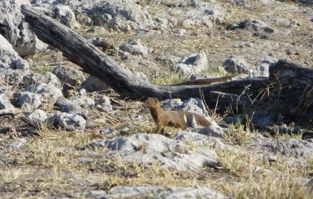 Etosha Nationalpark - Fuchsmanguste