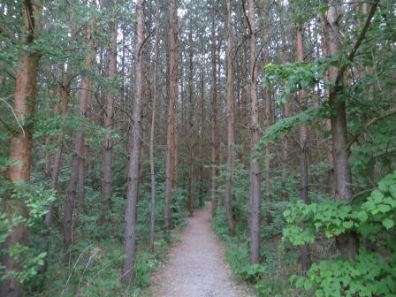 Im Hainich Nationalpark