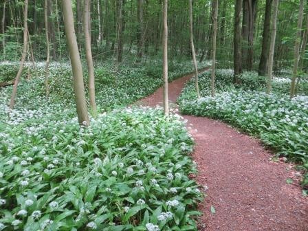 Im Hainich Nationalpark