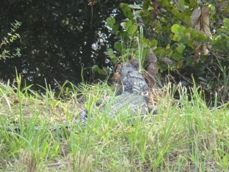 Alligator!!!