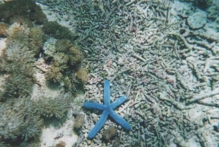 Blauer Seestern