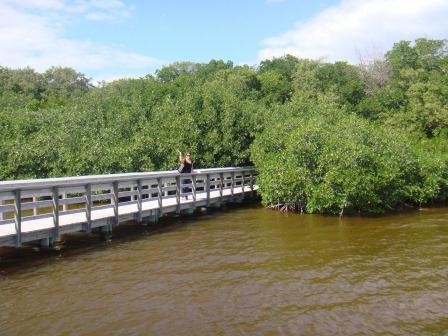 In den Everglades