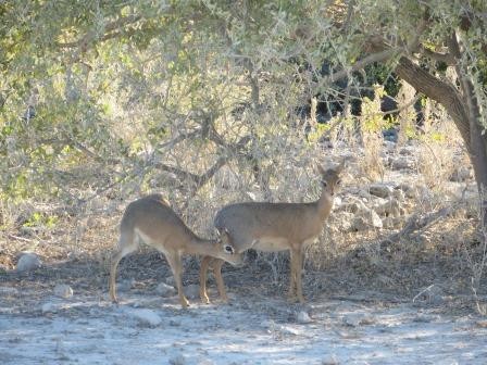 Etosha Nationalpark - Dikdik´s