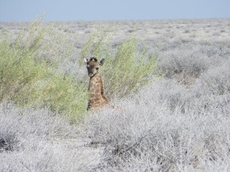Etosha Nationalpark - Baby-Giraffe