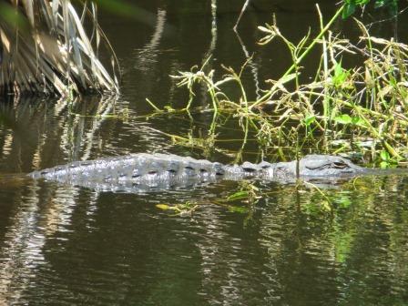 Impressionen vom Myakka River State Park