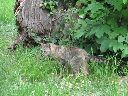 Eine Wildkatze?!
