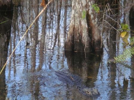 Alligator!!!
