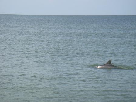 Delfine auf Sanibel Island