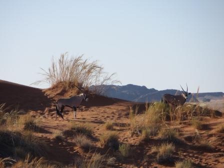 Elim Düne im Sossusvlei