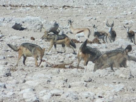 Etosha Nationalpark - Schakale fressen ein Kudeweibchen
