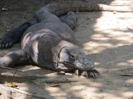 Komodo-Waran