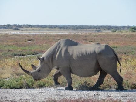 Etosha Nationalpark - Spitzmaulnashorn