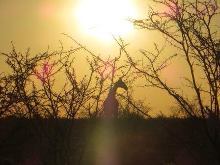 Abendstimmung im Etosha Nationalpark