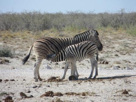 Etosha Nationalpark - Zebras