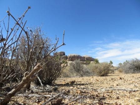 Joshua Tree Nationalpark