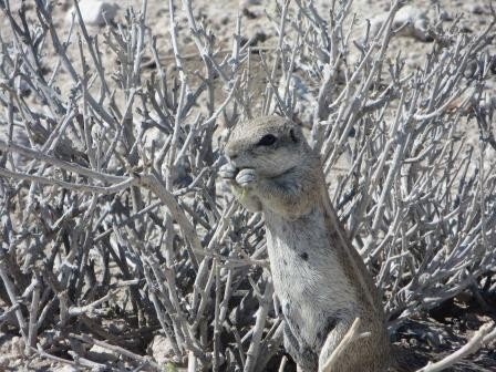 Etosha Nationalpark - Erdhörnchen