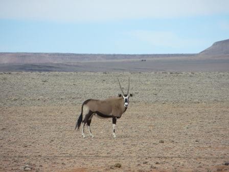 Oryx-Antilope