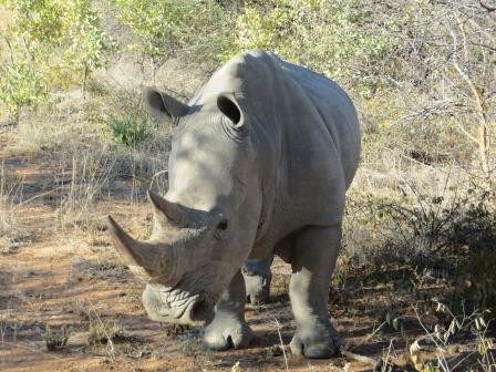 Auf dem Rhino-Drive