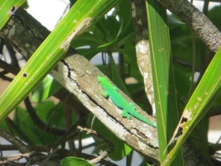 Impressionen von La Digue