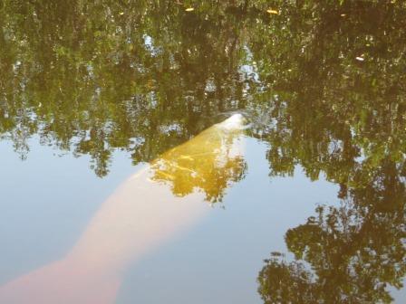 Manatees :)