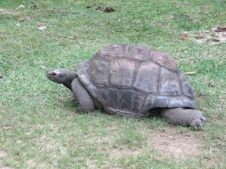 Rießenschildkröten in der Hotelanlage