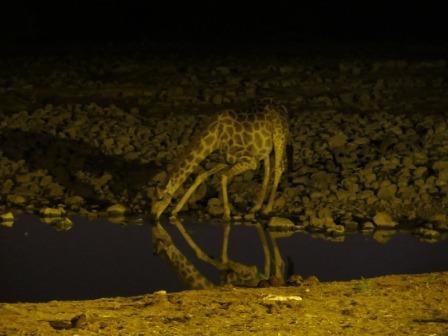 trinkende Giraffe am Okaukuejo Wasserloch