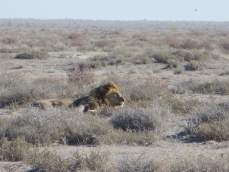 Etosha Nationalpark - Löwen