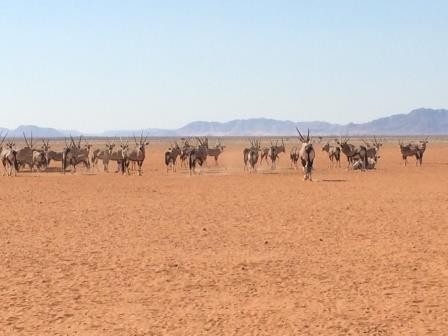 Oryx-Herden am Wegesrand