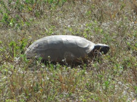 Schildkröte am Wegesrand