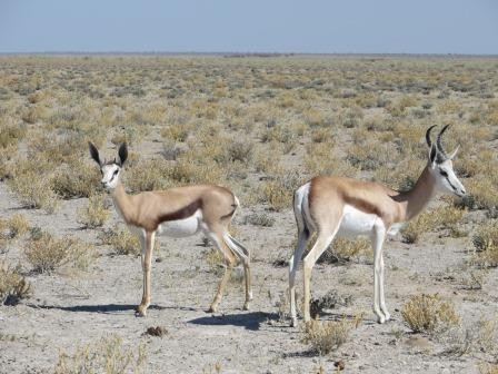 Etosha Nationalpark - Springböcke