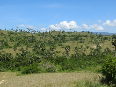 Rinca