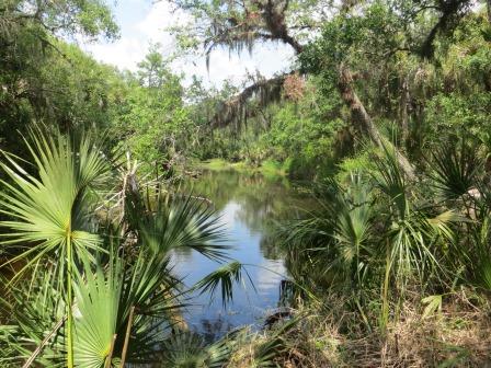 Impressionen vom Myakka River State Park