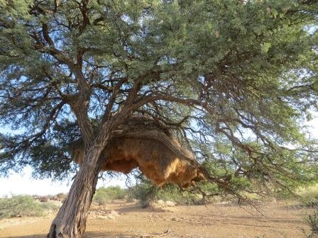 Webervogelnest 
