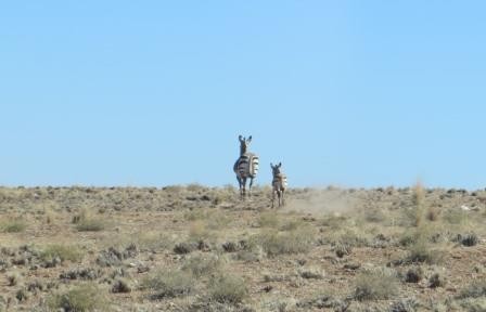 Zebras auf der Flucht :)