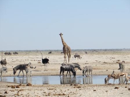 Etosha Nationalpark - Action am Wasserloch