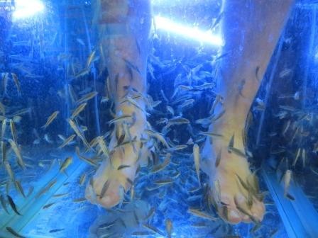 Fish-SPA