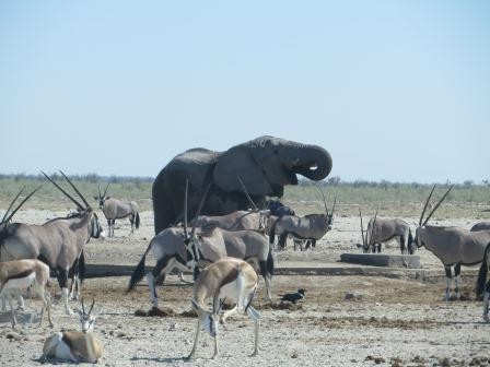 Etosha Nationalpark - Action am Wasserloch