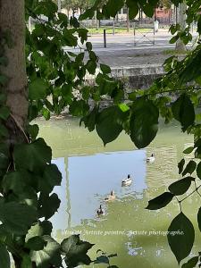Ballade de canards "Col vert" sur le canal du midi (Toulouse. 31. France)