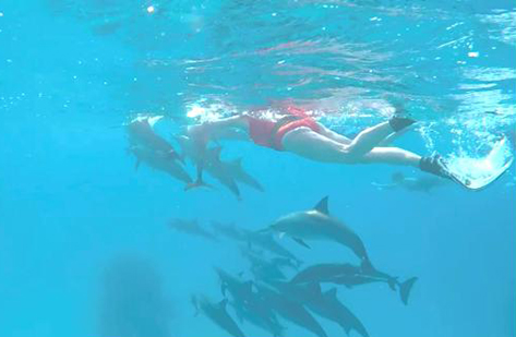 Delfin Reisen, Yolanda Hochstrassen, Ägypten Reisen, Schwimmen mit Delfinen, Therapie mit Delfinen
