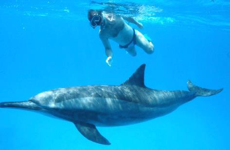 Delfin Reisen, Yolanda Hochstrassen, Ägypten Reisen, Delfinschwimmen, Delfin Therapie