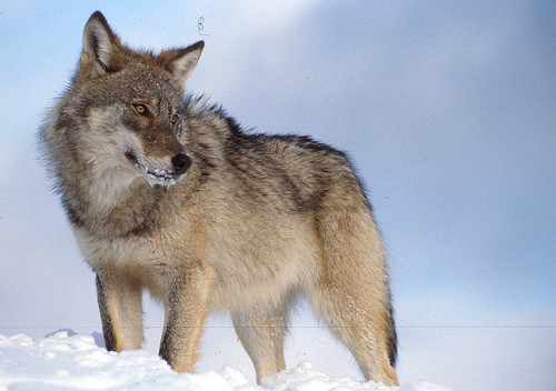 Canis lupus communis - c) conservethewolves.web.com