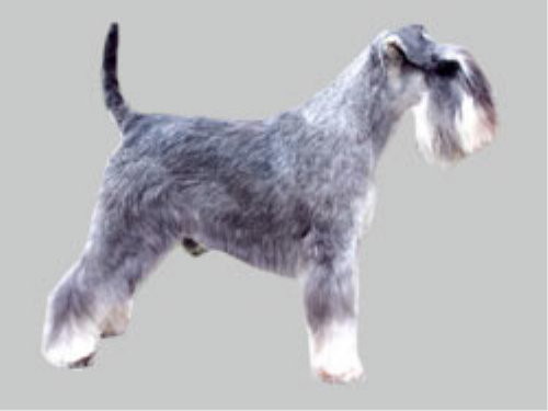 Zwergschnauzer, pfeffersalz