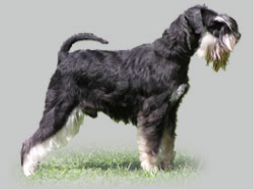 Zwergschnauzer, schwarzsilber