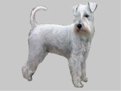 Zwergschnauzer, weiss