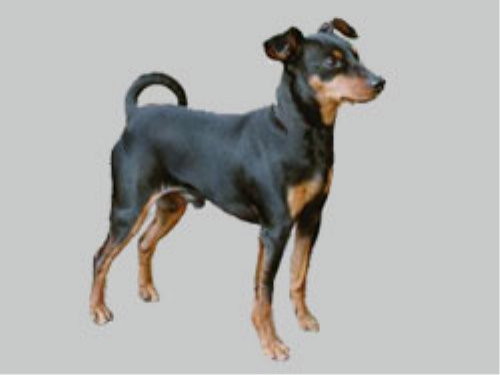 Zwergpinscher, schwarzrot